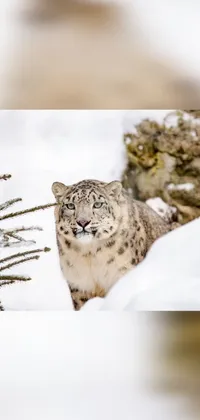 Snow Felidae Carnivore Live Wallpaper