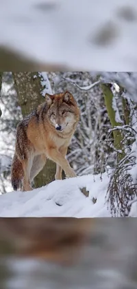 This phone live wallpaper features a striking image of a majestic wolf standing in the snow beside a tree