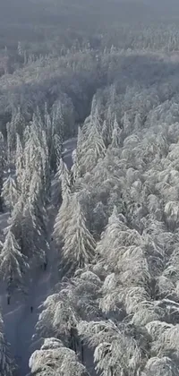 This stunning live wallpaper captures a snow-capped forest in Transylvania