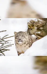 Snow Leopard Felidae Carnivore Live Wallpaper