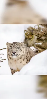 Snow Leopard Felidae Carnivore Live Wallpaper