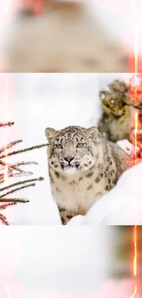 Snow Leopard Plant Organism Live Wallpaper