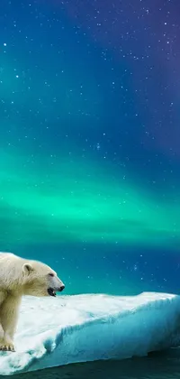 polar bear Live Wallpaper
