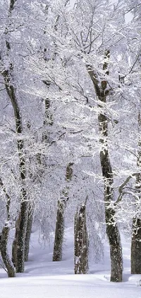 Snow Photograph Plant Live Wallpaper