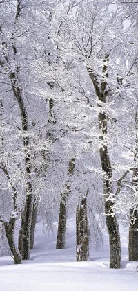 Snow Plant Nature Live Wallpaper