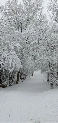 This stunning live wallpaper showcases a beautiful snow-covered forest landscape on your phone