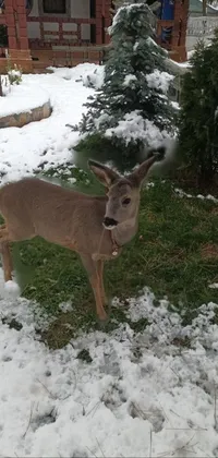 Looking for a unique and artistic live wallpaper for your phone? Look no further than this winter scene featuring a beautiful deer standing in the snow