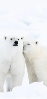 Snow Polar Bear Carnivore Live Wallpaper