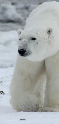 Snow Polar Bear Carnivore Live Wallpaper