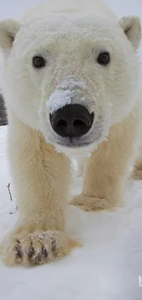Snow Polar Bear Water Live Wallpaper