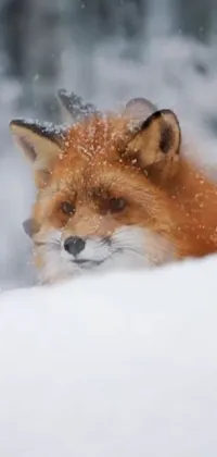 Snow Red Fox Fox Live Wallpaper