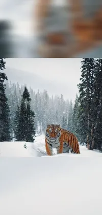 Snow Siberian Tiger Plant Live Wallpaper