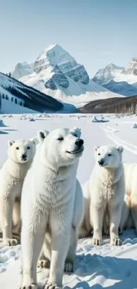 Snow Sky Polar Bear Live Wallpaper