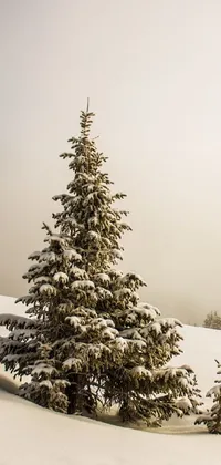 This live wallpaper displays a solitary tree in a snowy landscape with rolling fog and tall fir trees in the background