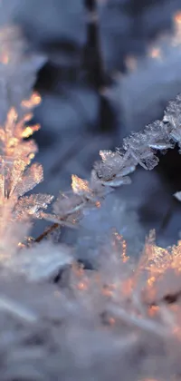 This phone live wallpaper features a macro photograph of snow crystals that captures their intricate details beautifully