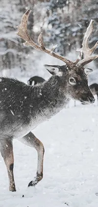 Snow Vertebrate Deer Live Wallpaper