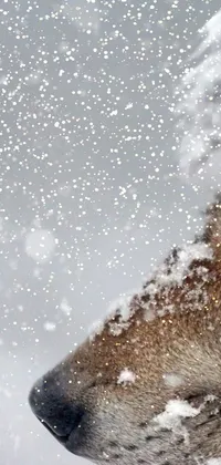 clw_1675866766563 Live Wallpaper