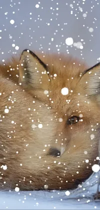 Mr snowy fox Live Wallpaper