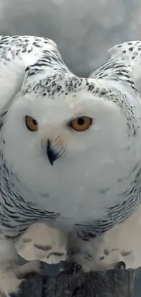 Snowy Owl Bird Beak Live Wallpaper