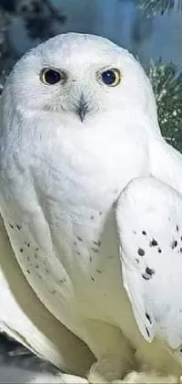 Snowy Owl Bird Natural Environment Live Wallpaper