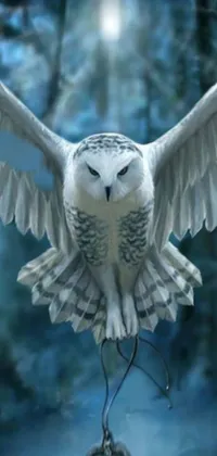 Snowy Owl Bird Natural Environment Live Wallpaper