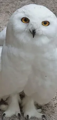 Snowy Owl Bird Owl Live Wallpaper
