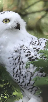 Snowy Owl Bird Plant Live Wallpaper