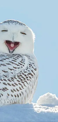 Snowy Owl Bird Sky Live Wallpaper