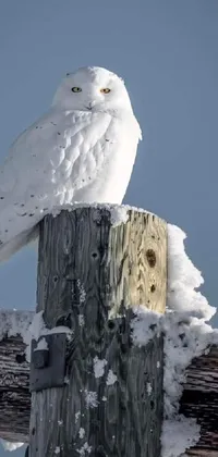 Snowy Owl Bird Snow Live Wallpaper