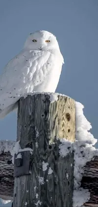 Snowy Owl Bird Snow Live Wallpaper