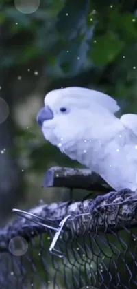 Snowy Owl Plant Bird Live Wallpaper