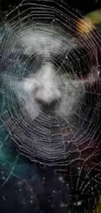 Spider Web Whiskers Snout Live Wallpaper