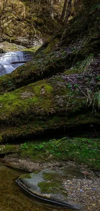 Stream Forest Old-growth Forest Live Wallpaper