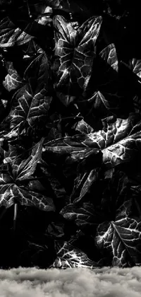 Style Black-and-white Terrestrial Plant Live Wallpaper