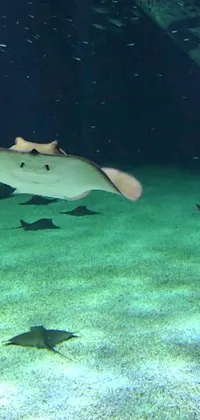 This phone live wallpaper features a stunning underwater scene with a magnificent stingray swimming in a large tank with schools of fish playfully circling around it