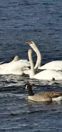 This live wallpaper features a serene scene with swans floating atop a body of water, the loch ness monster swimming below, a bird flying in the background, and a distant mountain range with snow caps