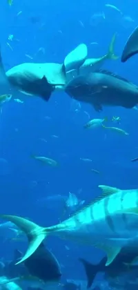 This ocean live wallpaper displays a stunning group of fish swimming together in the water