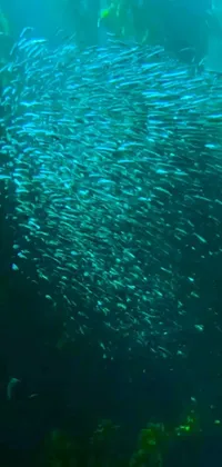 Swimming Water Reef Live Wallpaper