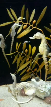 Syngnathiformes Marine Biology Underwater Live Wallpaper