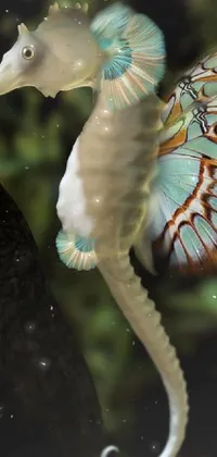 Syngnathiformes Organism Underwater Live Wallpaper