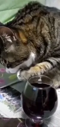 Tableware Cat Drinkware Live Wallpaper