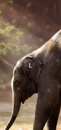 This phone live wallpaper features a stunning image of an elephant standing in the water surrounded by lush greenery