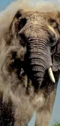 Terrestrial Animal Organism Elephant Live Wallpaper