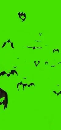 Decorate your phone's screen with a creepy and spine-chilling live wallpaper that features a flock of bats flying through an animated green screen sky