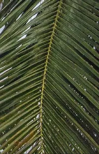 Terrestrial Plant Branch Natural Material Live Wallpaper