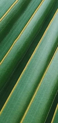 This phone live wallpaper showcases a verdant green leaf with yellow stripes, taken from a high-quality Unsplash photograph