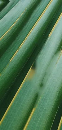 Terrestrial Plant Line Grass Live Wallpaper