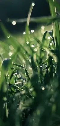 This phone live wallpaper showcases a close-up of fresh green grass with sparkling droplets of water, captured impressively by a renowned photographer