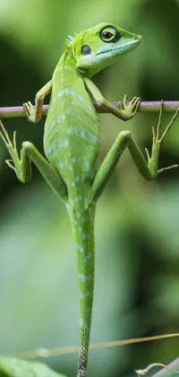 green Lizard  Live Wallpaper