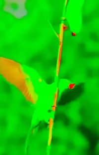 Terrestrial Plant Twig Petal Live Wallpaper